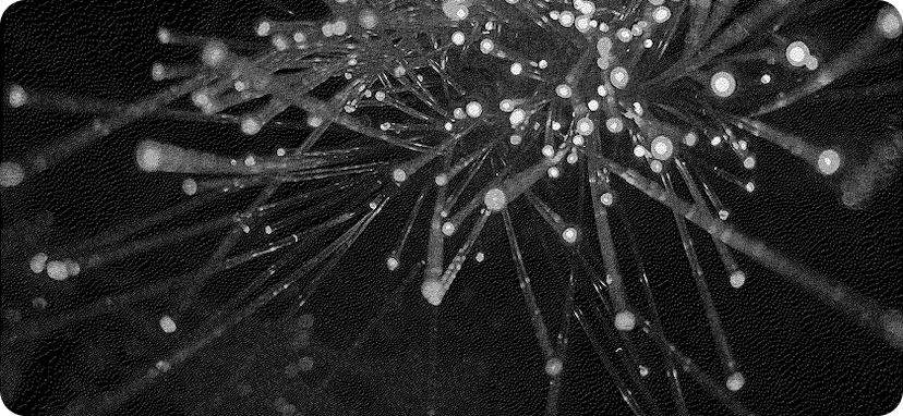 Embedding Studio Visualization